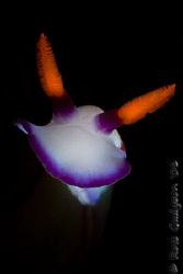Hypselodoris bullockii portrait. Ningaloo Reef, Western A... by Ross Gudgeon 